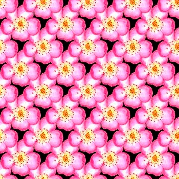 Pattern pink rose hips. Roses seamless pattern. Watercolor. Stock Photos