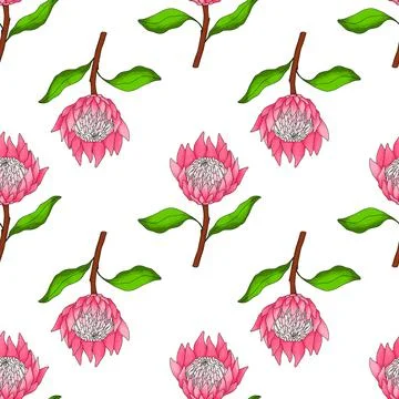 A pattern of pink tropical proteus flower. seamless pattern of a pink proteus Stock Illustration
