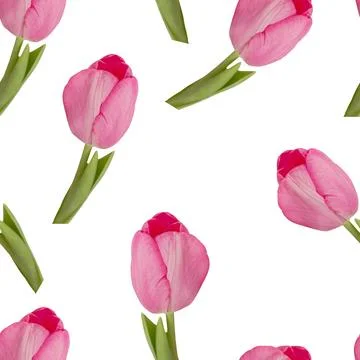Pattern of pink tulips Stock Photos