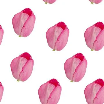 Pattern of pink tulips Stock Photos