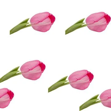 Pattern of pink tulips Stock Photos