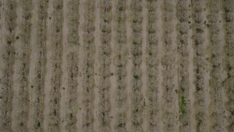 Pattern of Pistachio Orchard Rows Seen from Drone Stock Footage 336751856
