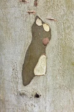 Pattern of plane bark Foto stock