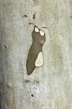 Pattern of plane bark Stock Photos