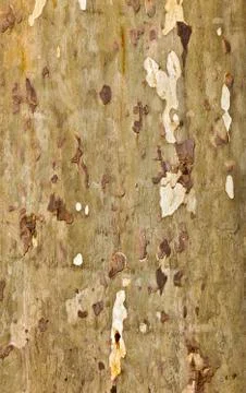 Pattern of plane bark of a tree Foto stock