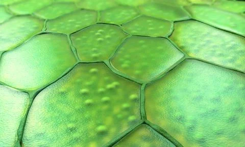 Pattern of plant cells with nucleus and membrane - 3d illustration Stock Illustration