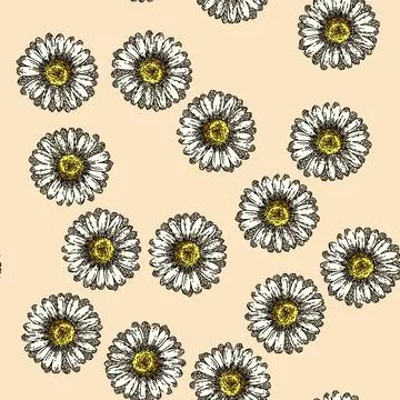 Pattern plant daisy flower sketch hand drawn Stock Illustration