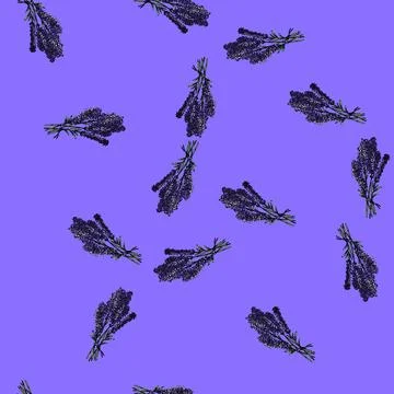 Pattern plant lavender sketch hand drawn Stock Illustration