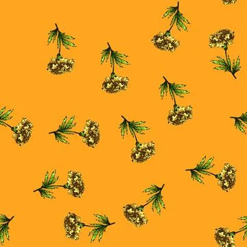 Pattern plant marigold sketch hand drawn Stock Illustration