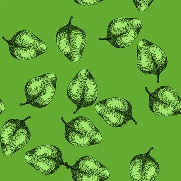 Pattern plant oregano sketch hand drawn Stock Illustration