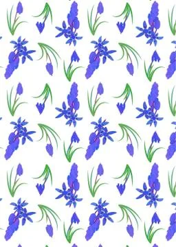 Pattern with plant scilla. Siberian Squill Scilla siberica . spring flower wi Stock Illustration