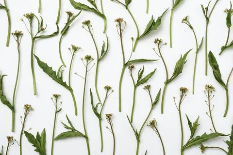 Pattern with a plant with a small flower on a white background - The concept  Stock Photos
