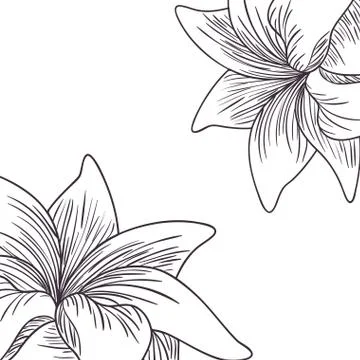 Pattern plants and herbs isolated icon 스톡 일러스트