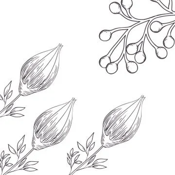Pattern plants and herbs isolated icon Stock Illustration