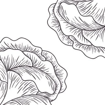 Pattern plants and herbs isolated icon 스톡 일러스트