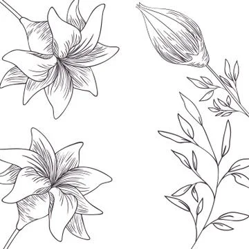 Pattern plants and herbs isolated icon Illustrazione stock