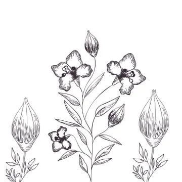 Pattern plants and herbs isolated icon 스톡 일러스트