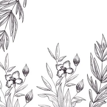 Pattern plants and herbs isolated icon Stock Illustration