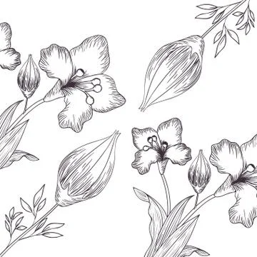 Pattern plants and herbs isolated icon Illustrazione stock