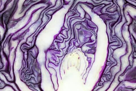 Pattern of purple cabbage Stock Photos
