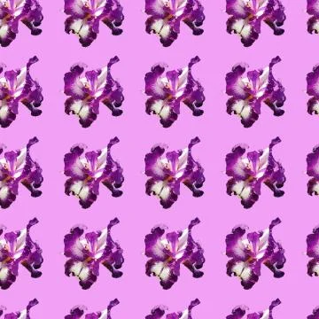 Pattern with purple iris flowers. Graceful iris flowers with white, purple pe Stock Photos