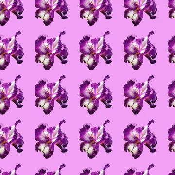 Pattern with purple iris flowers. Graceful iris flowers with white, purple pe Stock Photos
