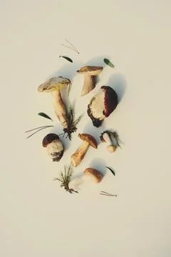 Pattern from pVarious raw forest mushrooms with sun shadow Stock Photos