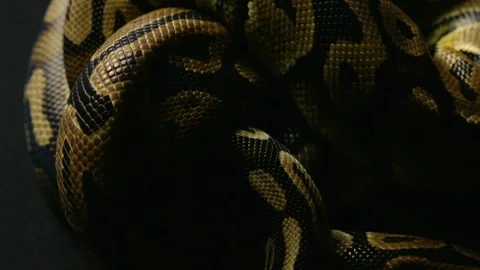 Pattern of python's snakeskin in knot Stock Footage 88676670