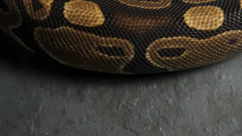 Pattern of python's snakeskin in knot Stock Footage 218585687
