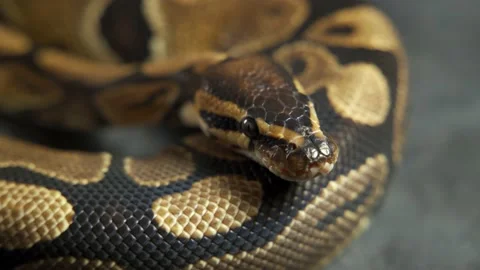 Pattern of python's snakeskin in knot Video stock 218585735