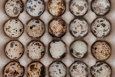 Pattern of quail eggs. Abstract.Background. Close-up. 스톡 사진