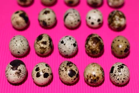 A pattern of quail eggs that lie in parallel on a textured pink background Stock Photos