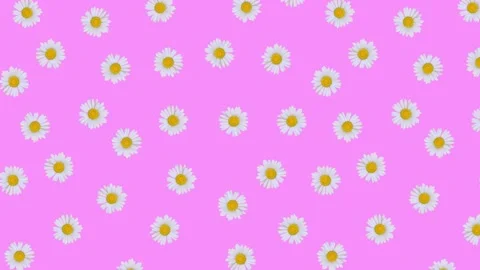 A pattern of real daisy buds moves from top to bottom on a pink background. Stock Footage 154500211