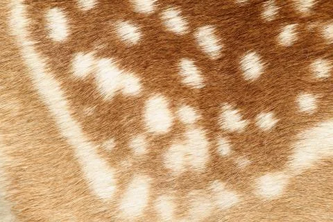 Pattern of real fallow deer spotted fur ( Dama ), animal background Stock Photos