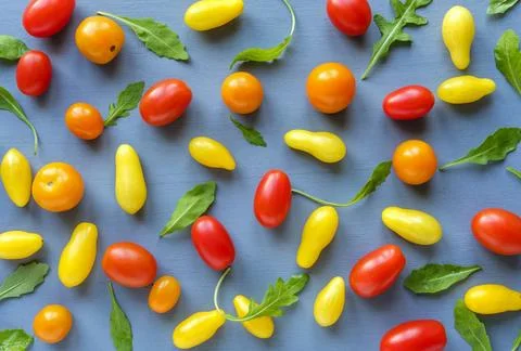 Pattern of red and yellow tomatoes with chicory Stock Photos