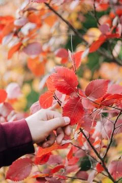 Pattern of red autumn leaves close up Foto stock