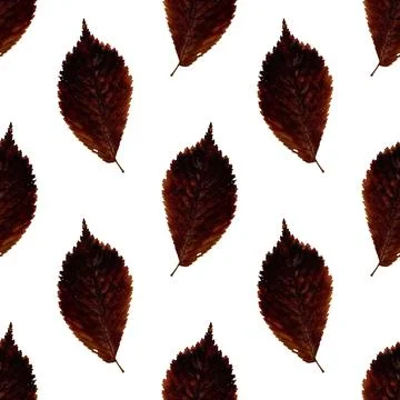 Pattern red elm leaf herbarium 스톡 일러스트