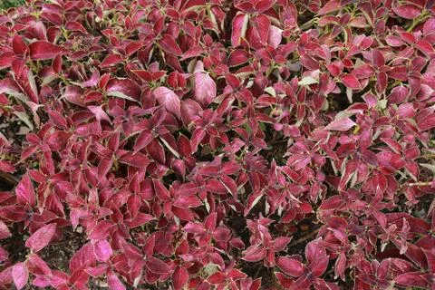 A pattern of red leaf on sunny day at outdoor Stock Photos