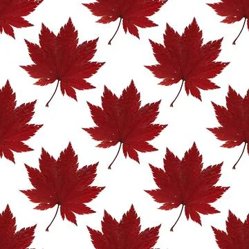 Pattern red maple leaf herbarium Stock Illustration