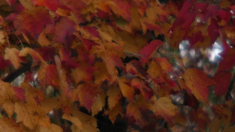Pattern of red maple leaves soft focus medium shot Stock Footage 88962111