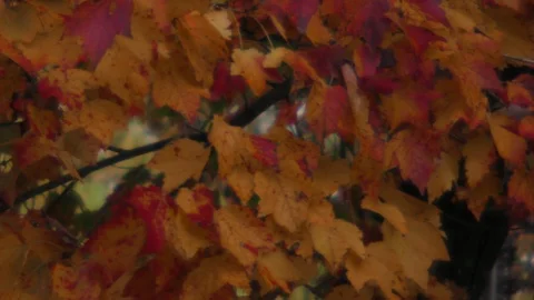 Pattern of red maple leaves soft focus medium closeup shot Stock Footage 88962135