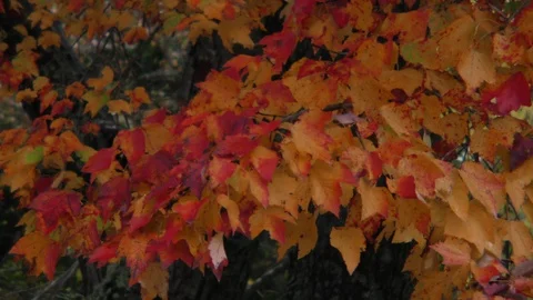 Pattern of red maple leaves soft light full shot  Stock Footage 88962137