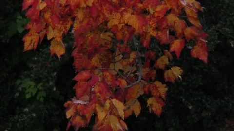 Pattern of red maple leaves soft light heart shaped  Stock Footage 88962141