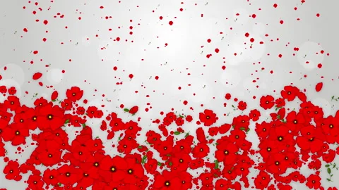 Pattern red poppy flowers with leaves. Graphic floral elements move and fly Stock Footage 243264000
