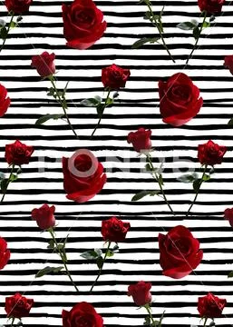Pattern with red roses on a long stem with green leaves on a background of black Stock Illustration