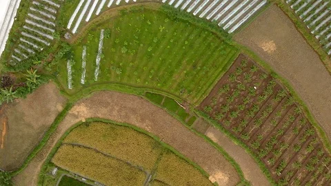 Pattern rice and vegetable typical farm top view aerial footage in Java Stock Footage 108783726