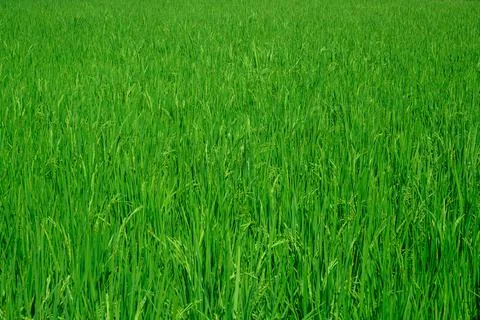 Pattern of rice field herb meadow homestead Stock Photos