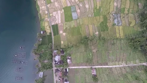 Pattern of Rice Paddy Fields, Top Down View Stock Footage 80106999