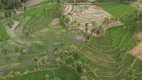 Pattern of rice terrace Stock Footage 169684674