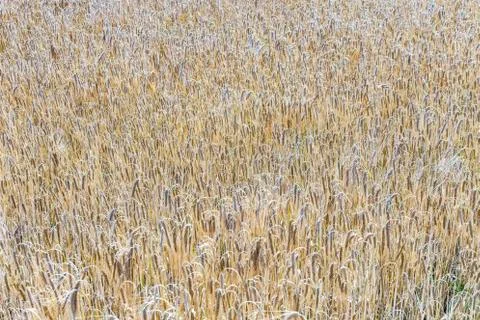 Pattern of ripe corn in corn field in detail Stock Photos
